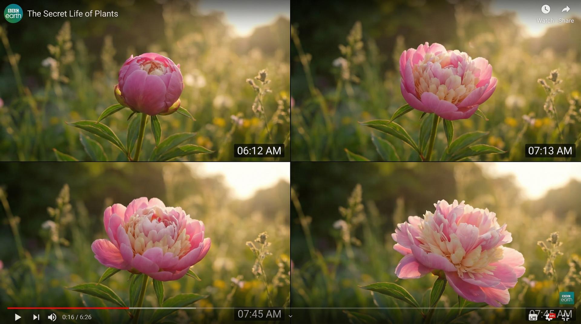 国产视频植物视频